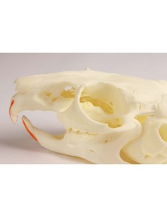 Cranio di Chinchilla con...