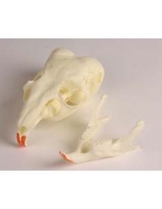 Cranio di Chinchilla con... 2