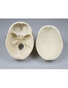 Erler Zimmer, modello...