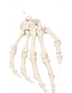 Erler Zimmer, modello...