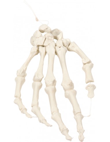 Erler Zimmer, modello anatomico di...