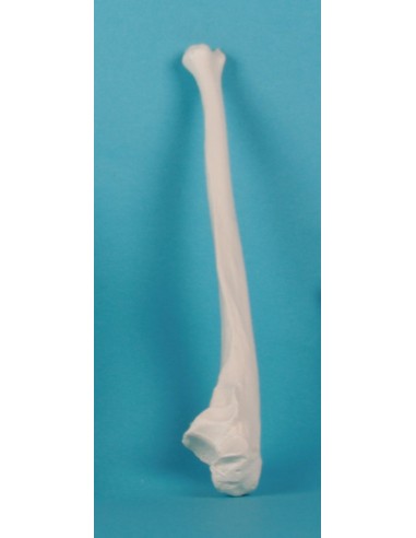 Erler Zimmer, modello anatomico...
